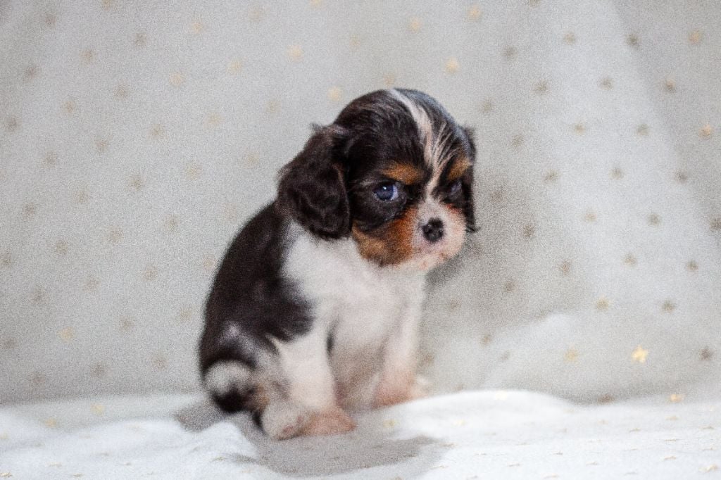 Du Mont Des Crocs Blancs - Cavalier King Charles Spaniel - Portée née le 17/10/2024