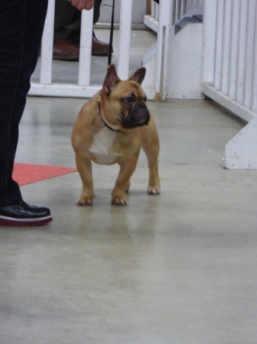 Du Domaine De Mongirault - PARIS DOG SHOW spéciale de race