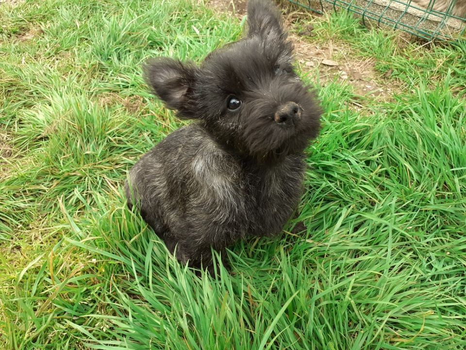 Du Hameau De La Villeneuve - chiots cairn-terrier pure race à réserver 