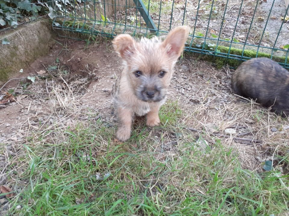 Du Hameau De La Villeneuve - Chiots cairn-terrier pure race 