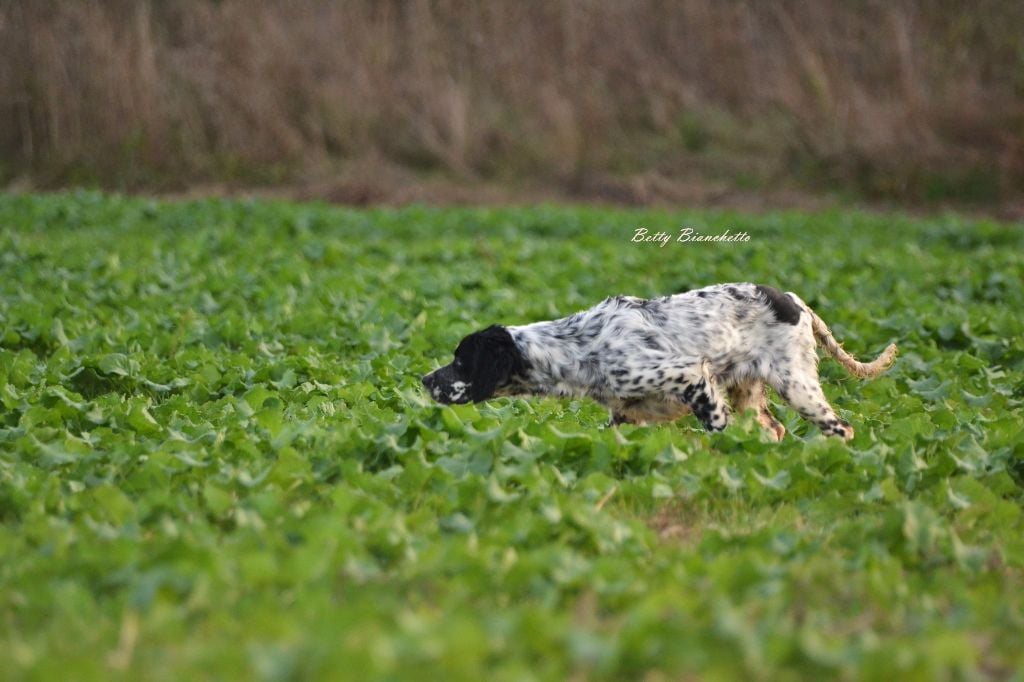 Du Mas Des Campanelles - Nouvelles photos des chiots!