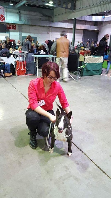 Head Full - Luxembourg Dog Show 2016