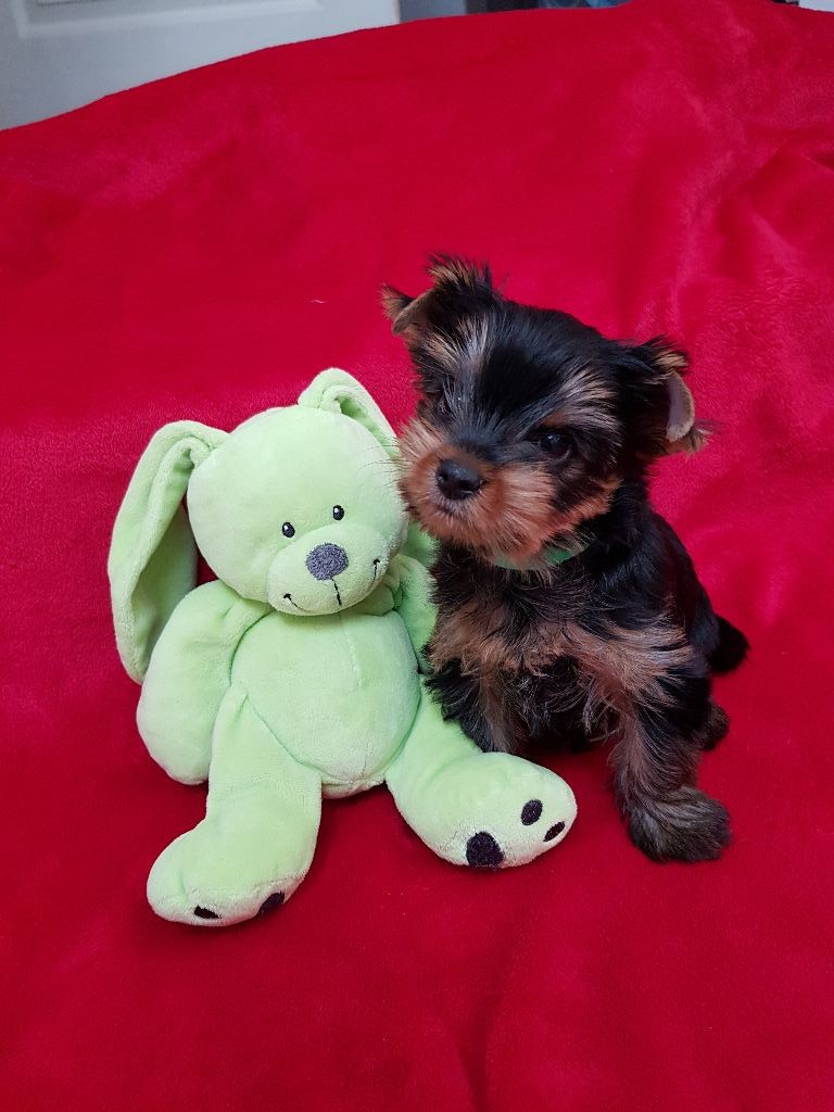 of Monroe For Ever - Yorkshire Terrier - Portée née le 14/05/2019