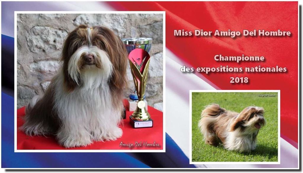 Amigo Del Hombre - CHAMPIONNE DES EXPOSITIONS NATIONALES