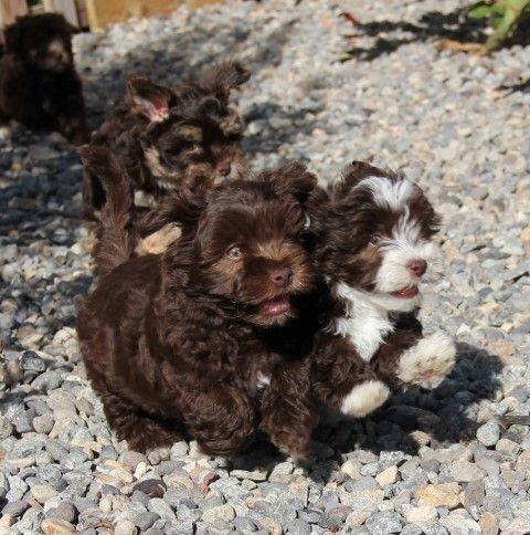 Amigo Del Hombre - Bichon Havanais - Portée née le 08/08/2022