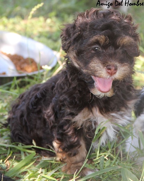 Amigo Del Hombre - Bichon Havanais - Portée née le 22/06/2016