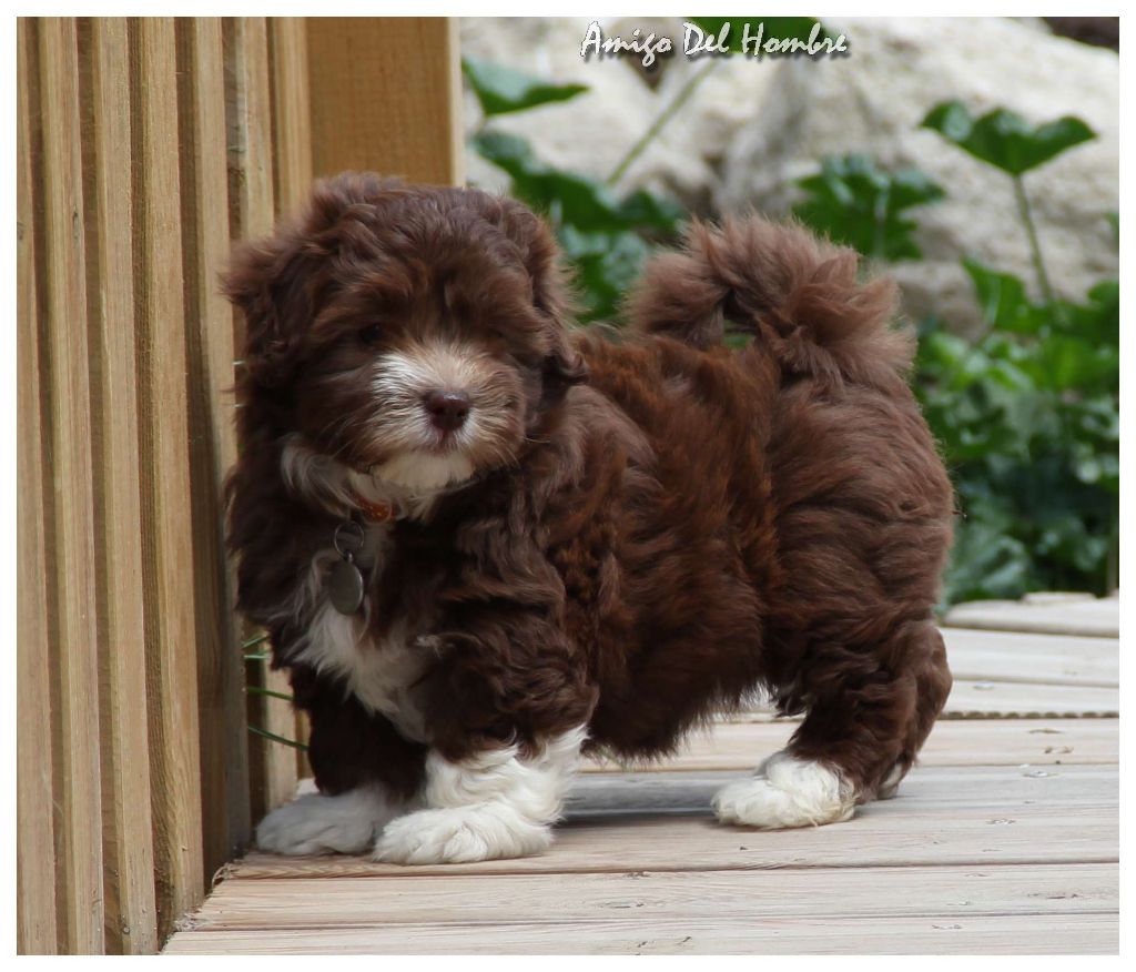 Amigo Del Hombre - Bichon Havanais - Portée née le 03/02/2020