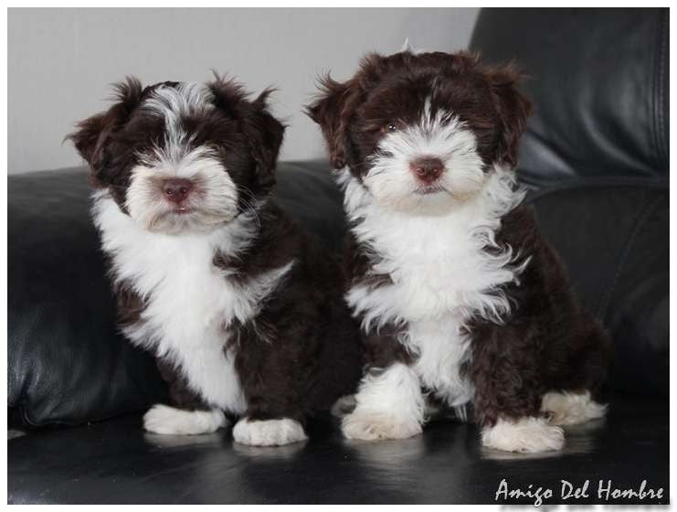 Chiot Bichon Havanais Amigo Del Hombre