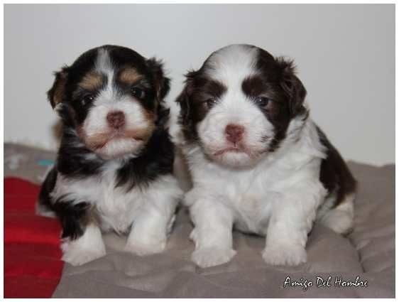 Chiot Bichon Havanais Amigo Del Hombre