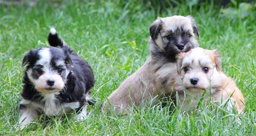 Amigo Del Hombre - Bichon Havanais - Portée née le 29/04/2019