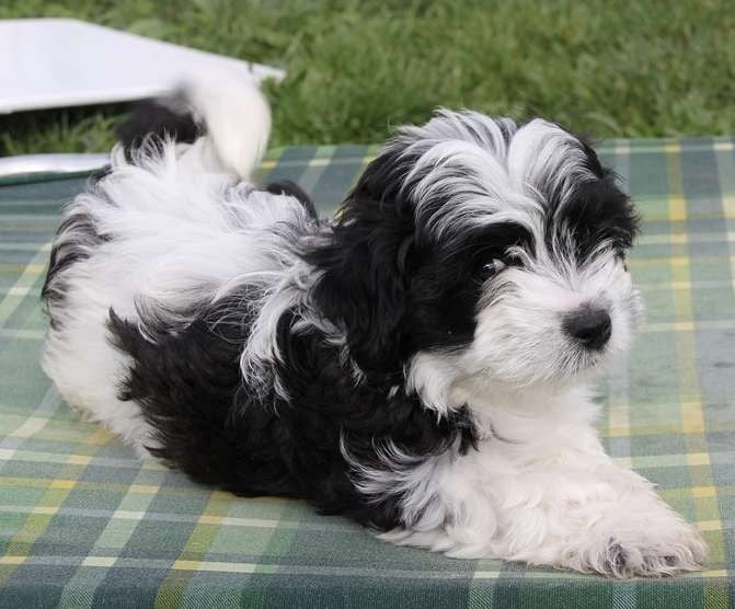 Amigo Del Hombre - Bichon Havanais - Portée née le 22/02/2020