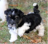 MYHAVANESE