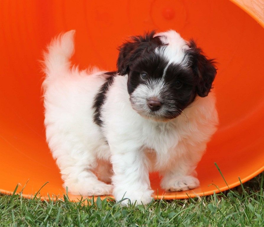 Amigo Del Hombre - Bichon Havanais - Portée née le 24/05/2020