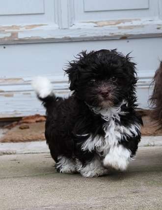 Amigo Del Hombre - Bichon Havanais - Portée née le 19/09/2019