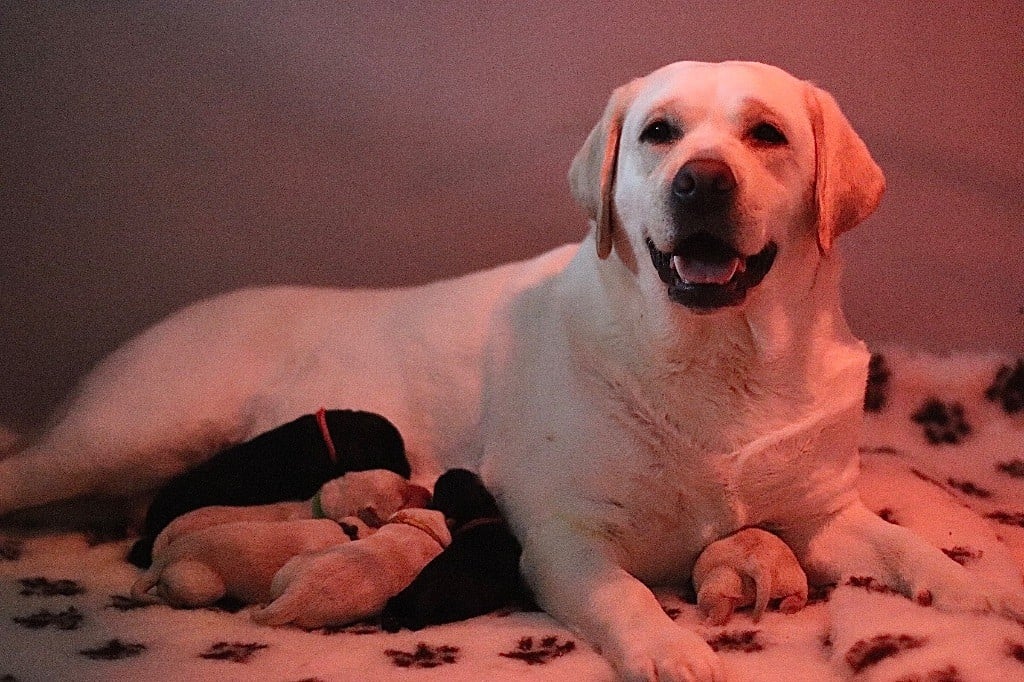 Of Brodie Clann - Labrador Retriever - Portée née le 13/01/2023