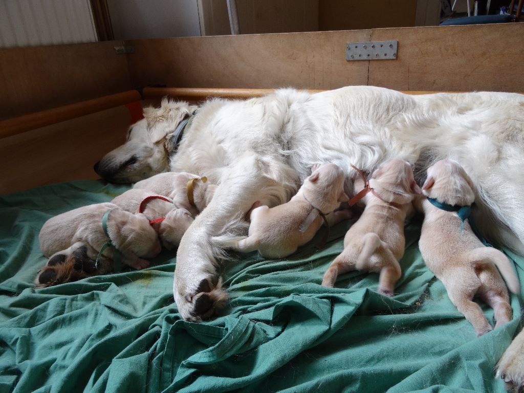 Naissance des bébés de Jewel et Eyban