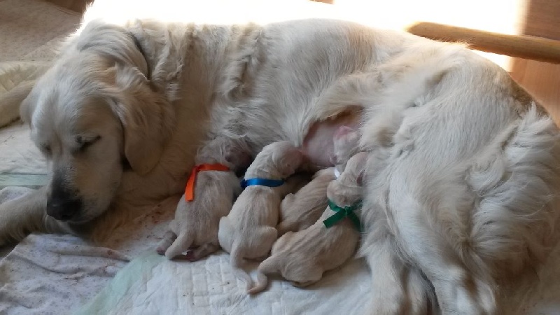 Du Puits Salé - Golden Retriever - Portée née le 15/03/2016