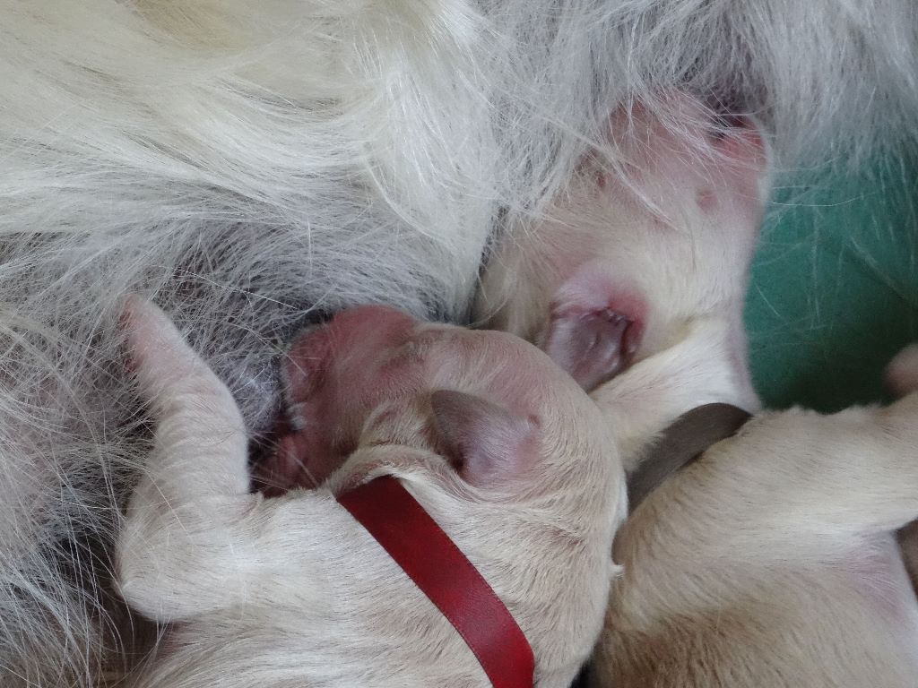 Du Puits Salé - Golden Retriever - Portée née le 28/05/2017