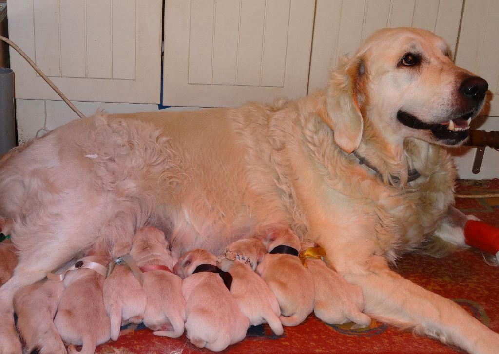 Du Puits Salé - Golden Retriever - Portée née le 23/09/2019