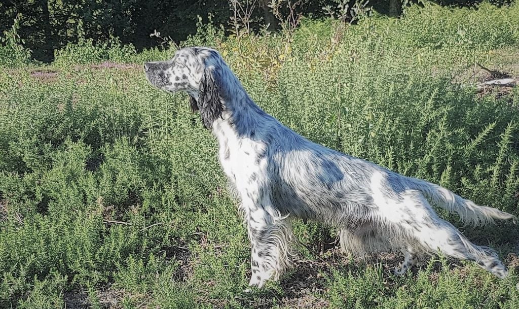 Chiot Setter Anglais du bandou de couffins