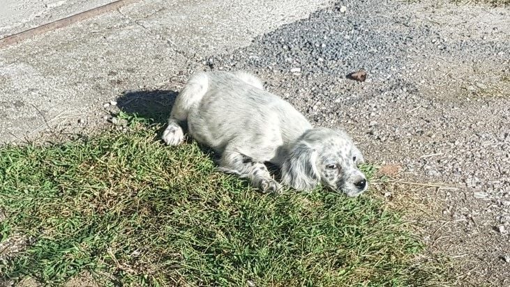 du bandou de couffins - Chiots disponibles - Setter Anglais