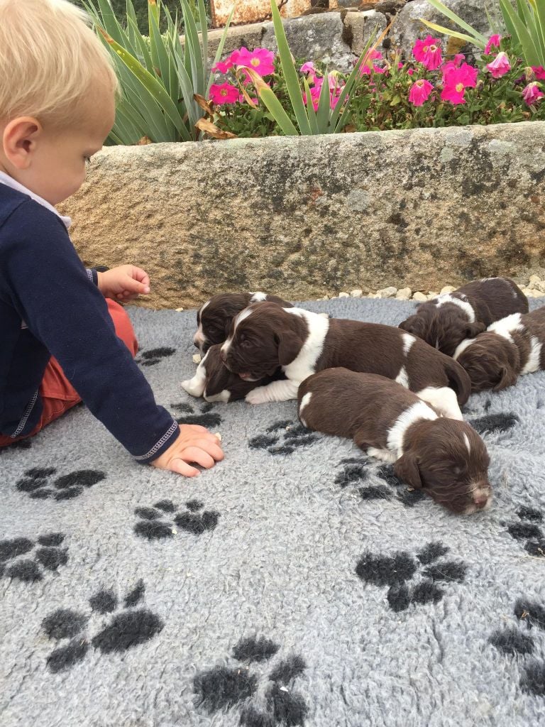 Chiot English Springer Spaniel de Puy Marien