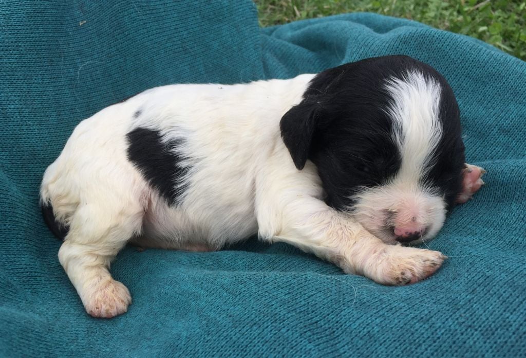 de Puy Marien - Chiots disponibles - English Springer Spaniel