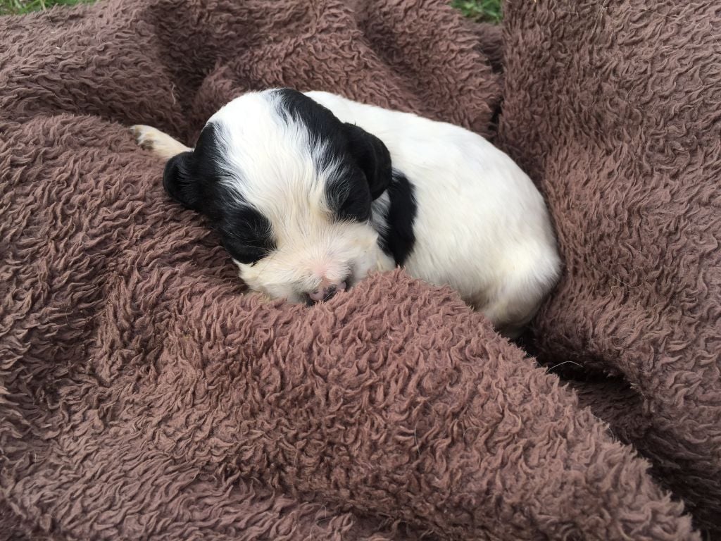 de Puy Marien - Chiots disponibles - English Springer Spaniel