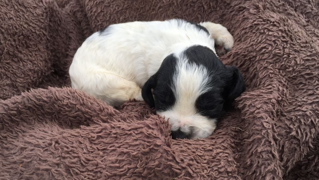 de Puy Marien - Chiots disponibles - English Springer Spaniel