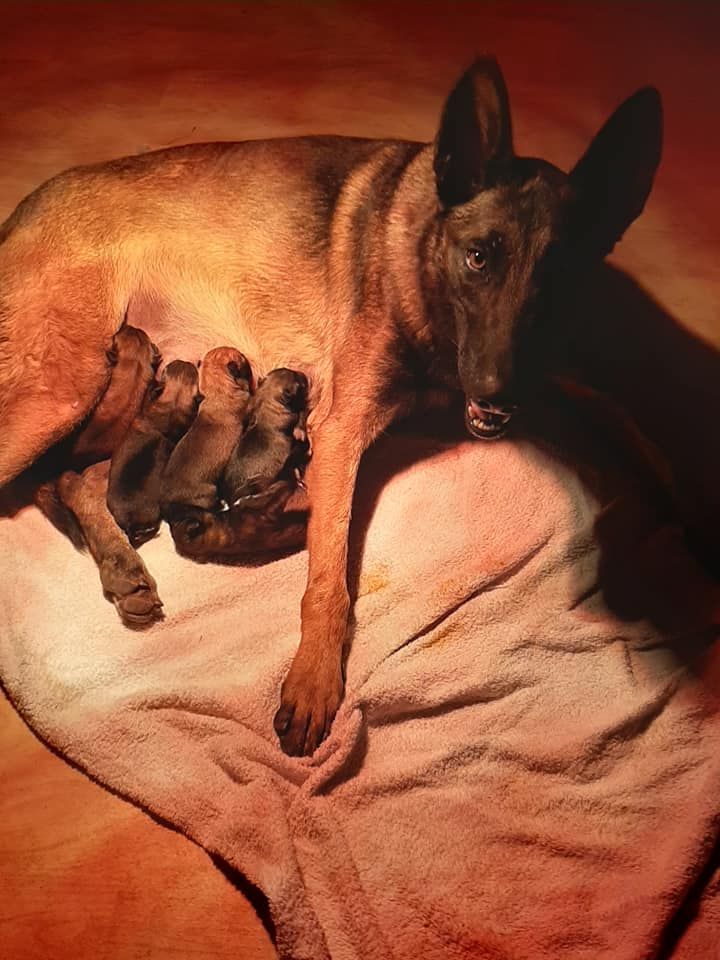 De L'aube Des Perseides - Chiots Malinois 