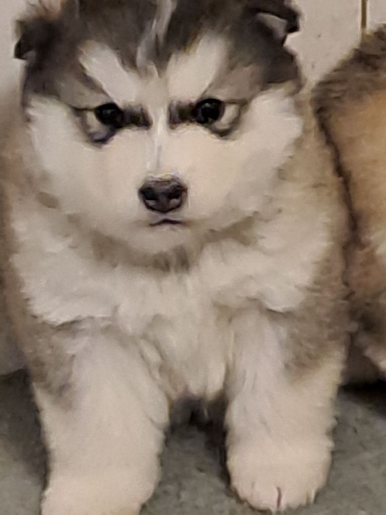 De L'aube Des Perseides - Chiots disponibles - Alaskan Malamute