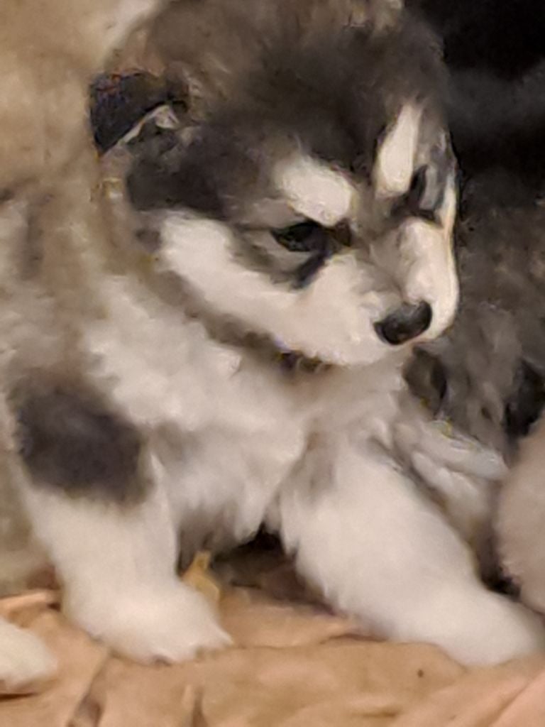 De L'aube Des Perseides - Chiots disponibles - Alaskan Malamute