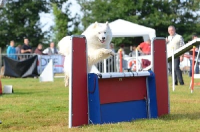 Brevet d'agility pour Orsane !