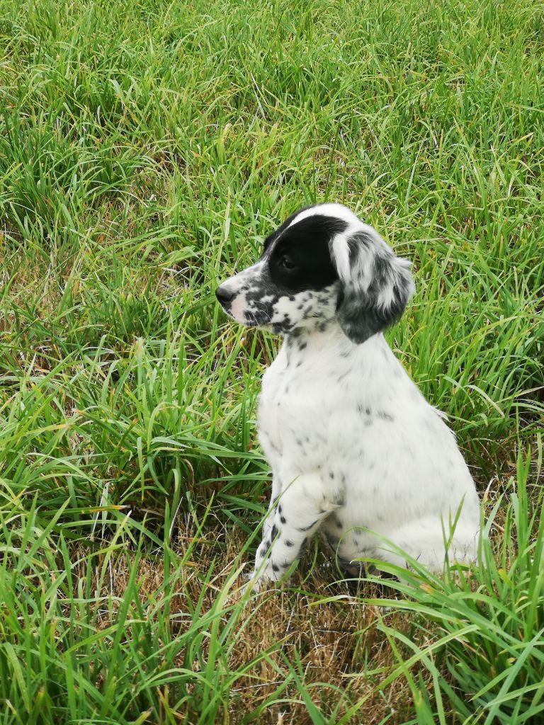 Chiots setter anglais 