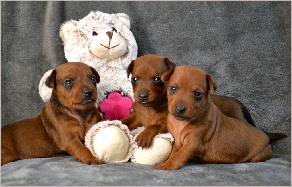 Chiot Pinscher nain Medal of Honor