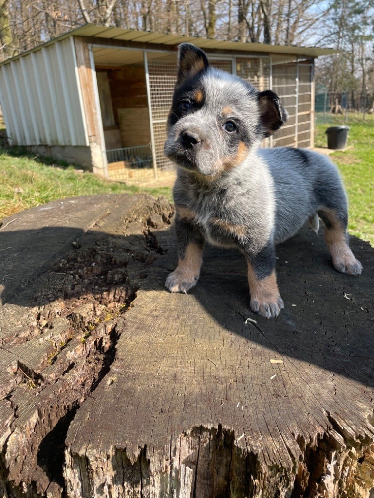 du mont de la Nonnenhardt - Chiots disponibles - Bouvier australien