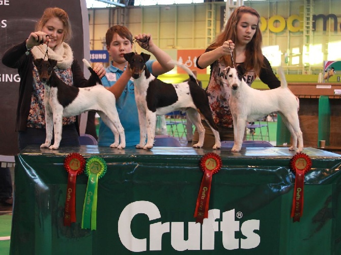 Belfox - CRUFTS (UK)