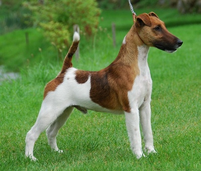 Belfox - Crufts 2013