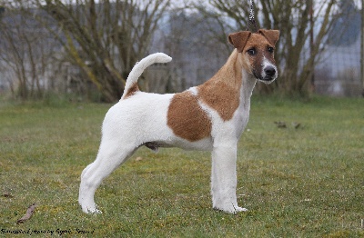 Belfox - FALAEN DOG SHOW 2013