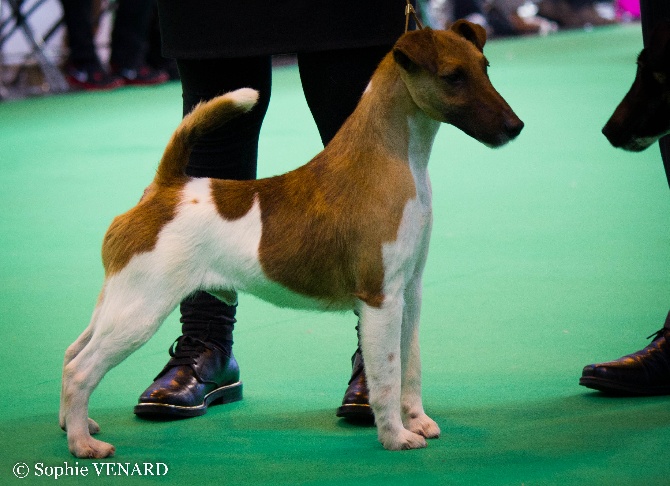 Belfox - CRUFTS 2014