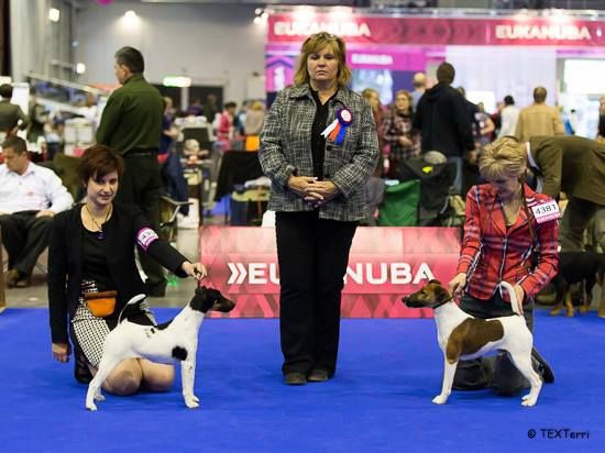 Belfox - European Dog Show 2014