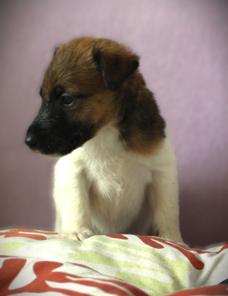 Belfox - Chiots disponibles - Fox Terrier Poil lisse