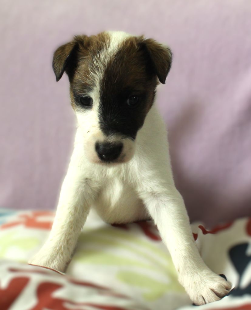 Belfox - Chiots disponibles - Fox Terrier Poil lisse