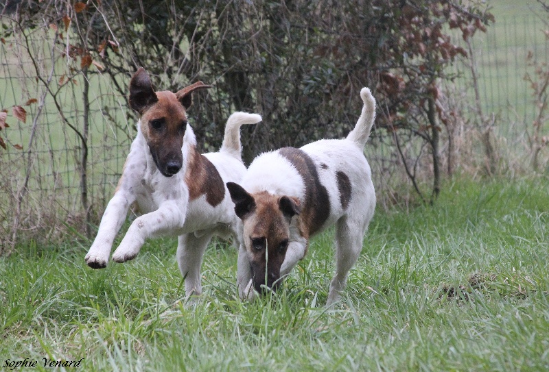 Belfox - Fox Terrier Poil lisse - Portée née le 18/07/2012