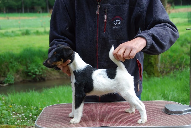 Belfox - Fox Terrier Poil lisse - Portée née le 04/02/2016