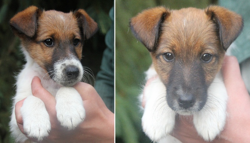 Belfox - Fox Terrier Poil lisse - Portée née le 10/05/2013