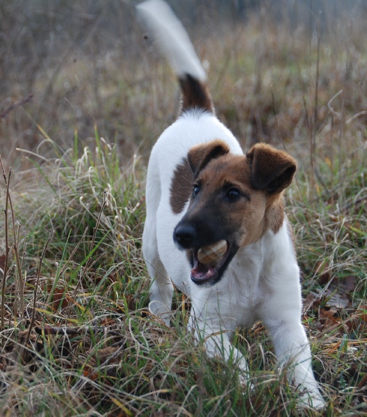 Belfox - Fox Terrier Poil lisse - Portée née le 15/09/2013