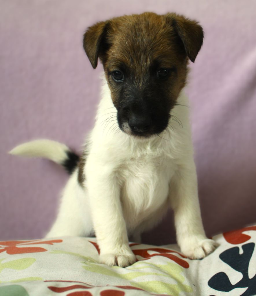 Belfox - Chiots disponibles - Fox Terrier Poil lisse