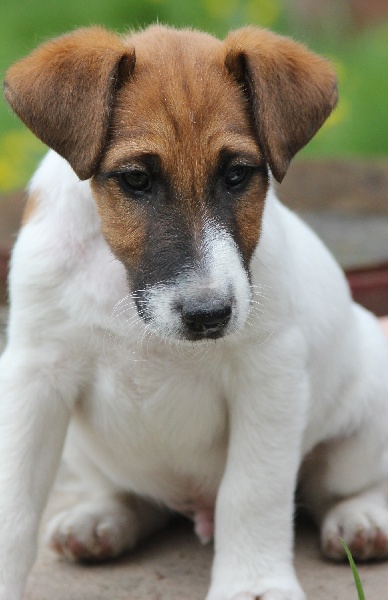 Belfox - Fox Terrier Poil lisse - Portée née le 02/03/2013