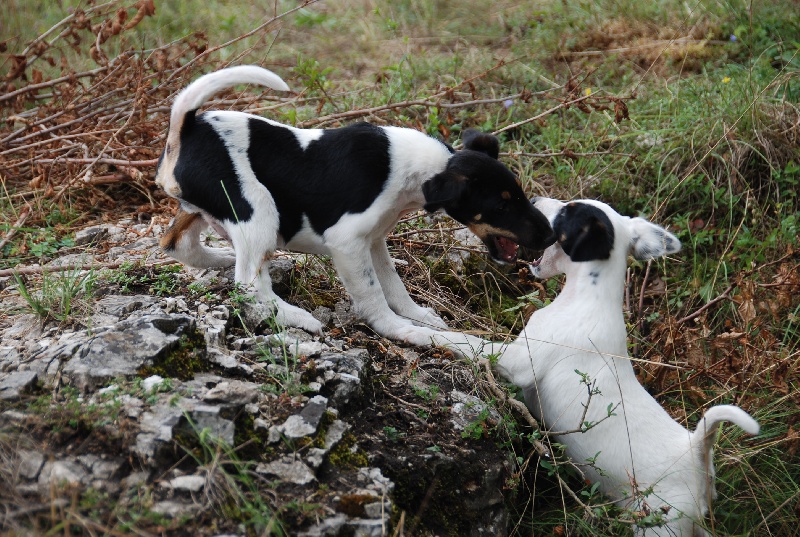 Belfox - Fox Terrier Poil lisse - Portée née le 24/04/2013